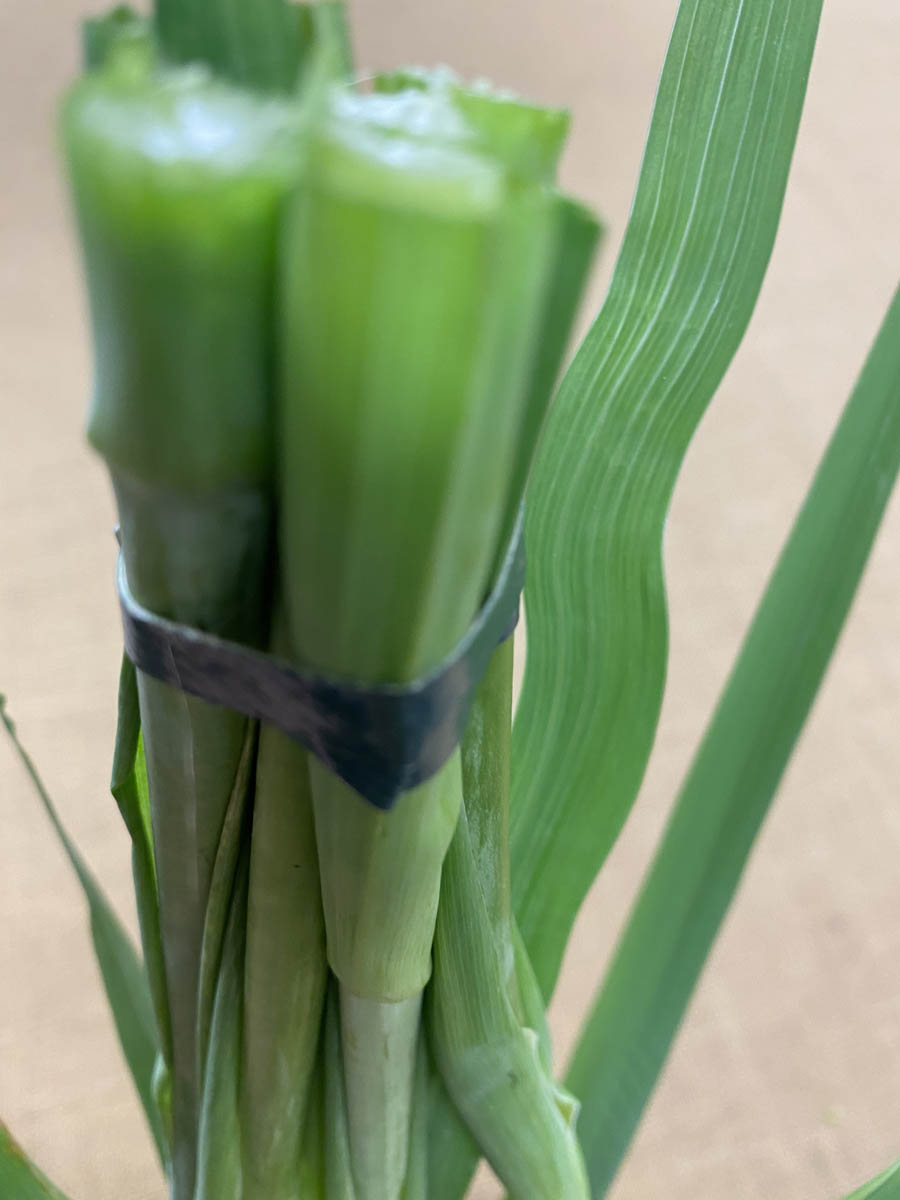 Figure 5 Tape the StemsA close-up image of the trimmed Gladioli stems shows that they are taped just below the cut point of the plant